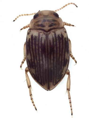 Oreodytes septentrionalis